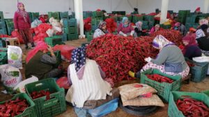 BURSA (AA) – Bursa'nın İnegöl ilçesinde üretilen "Kulaca biber salçası"nın