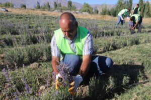 ERZİNCAN (AA) – BARIŞ YALÇINKAYA – Erzincan'da lavanta üretiminin çiftçilerin