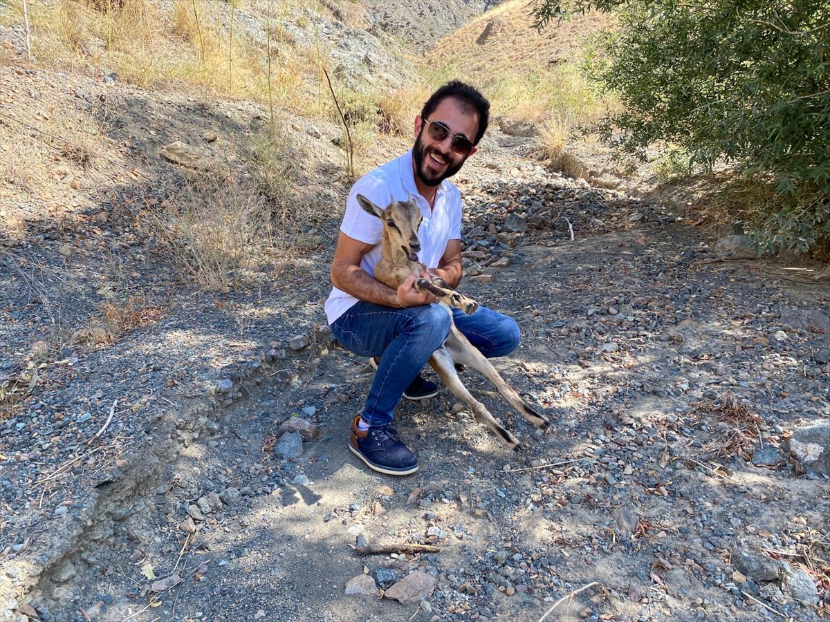 Erzurum'da tedavi edilen yaban keçisi doğaya salındı