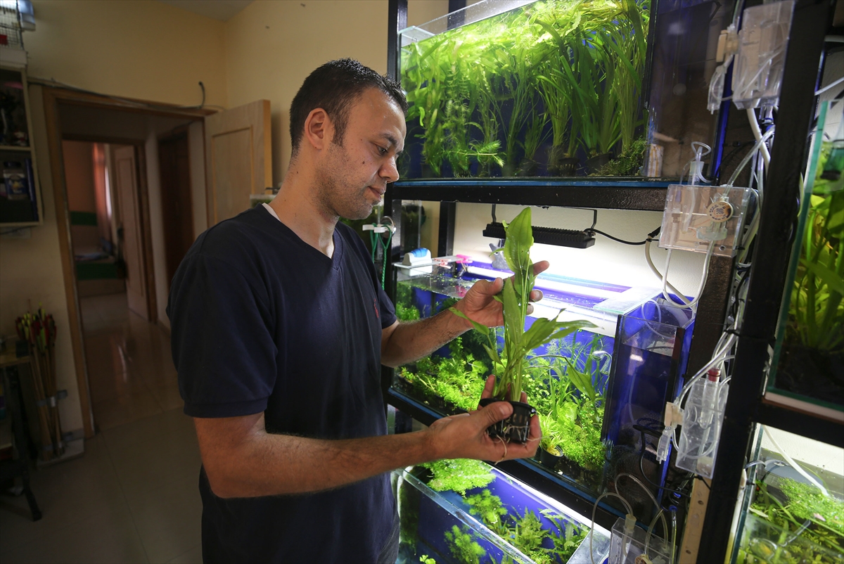 Filistinli genç adam Gazze'de nadir akvaryum bitkileri yetiştiriyor