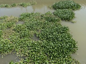 HATAY (AA) – Lübnan'ın Bekaa Vadisi'nde doğan, Suriye'den geçerek Hatay'ın