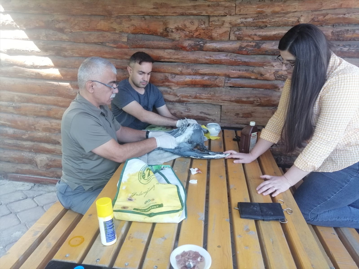 Iğdır'da yaralı bulunan gri balıkçıl kuşu tedaviye alındı