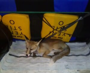 KARABÜK (AA) – Karabük'te bir tavuk kümesinde yakalanan tilki, karnı