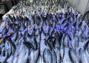 SİNOP (AA) – Karadeniz'de balıkçılar tarafından bol miktarda avlanan, ağırlıkları