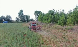 KIRKLARELİ (AA) – Kırklareli'nin Babaeski ilçesindeki 107 bin kök Hint