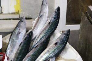 TEKİRDAĞ (AA) – Marmara Denizi'nde çok miktarda avlanılan palamudun fiyatı