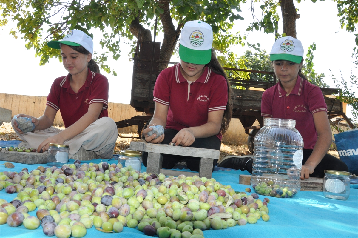 Mersin'de öğrenciler hasat ettikleri zeytinlerle okullarının ihtiyaçlarını karşılayacak