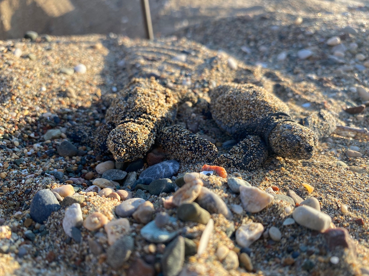 Mersin'de yumurtalarından çıkan deniz kaplumbağası yavruları suyla buluştu