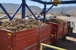 MUŞ (AA) – Muş Şeker Fabrikası'nda 41. pancar alım kampanyası