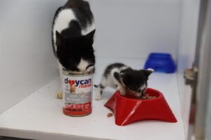 - Yavru, yetişkin köpek ve kediler için 3 türde üretilen