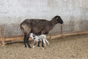 OSMANİYE (AA) – Osmaniye'nin Düziçi ilçesinde, sahipsiz köpeklerin ağılda saldırdığı