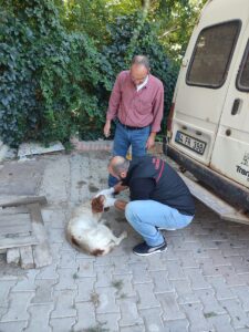 UŞAK (AA) – Uşak'ın Banaz ilçesinde resmi plakalı pikapla yolda