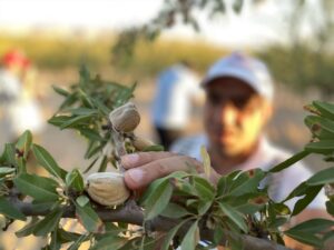 ŞANLIURFA (AA) – Şanlıurfa'nın Hilvan ilçesinde, badem hasadının başlaması dolayısıyla
