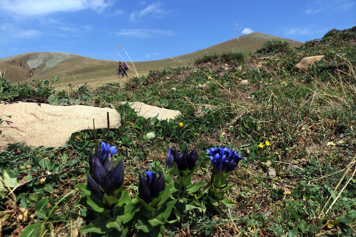 Sonbaharda Ilgar Dağı'nda mor çiçekler açtı