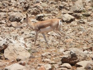 ŞIRNAK (AA) – EKREM PAYAN/ FARUK KÜÇÜK – Şırnak'ta güvenlik