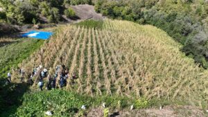 ORDU (AA) – Ordu'nun Akkuş ilçesinin coğrafi işaret tescilli Akkuş