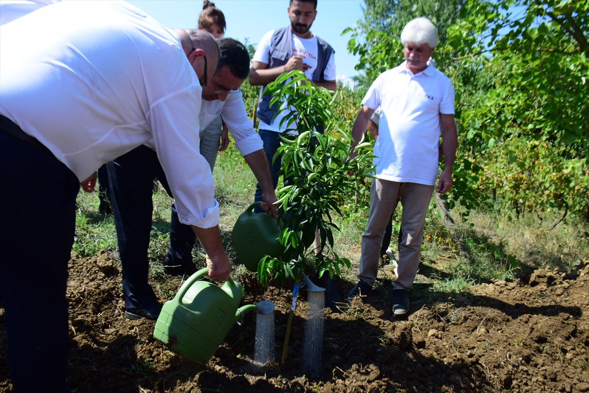 TİKA'dan Arnavutluk'taki ihtiyaç sahibi ailelere narenciye fidanı desteği