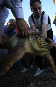 MUĞLA (AA) – Muğla'daki Deniz Kaplumbağası Araştırma Kurtarma Rehabilitasyon ve