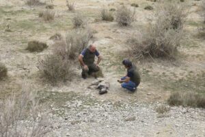 VAN (AA) – Gürpınar ilçesinde nesli tükenme tehlikesi altındaki çizgili