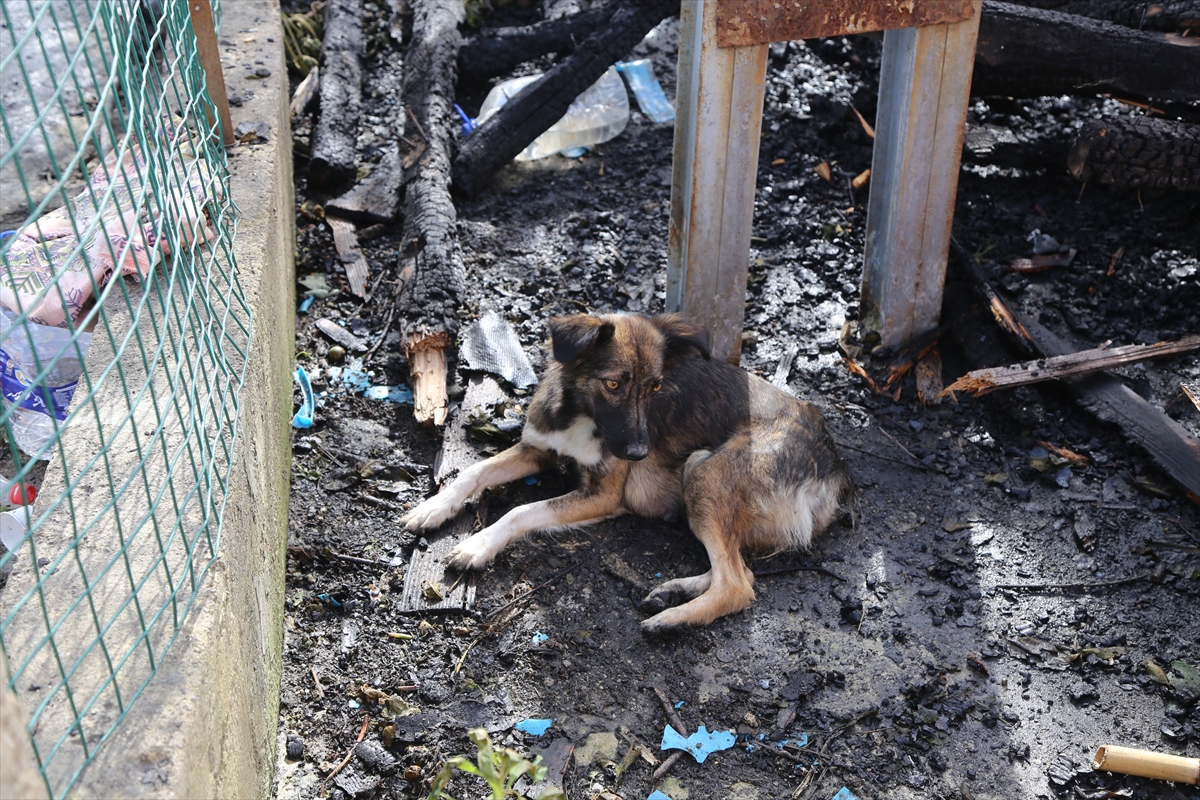 Yangında 5 yavrusunu kaybeden köpek yanan evin enkazından ayrılmıyor