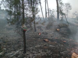 ADANA (AA) – Adana'nın Aladağ ilçesinde çıkan orman yangını söndürüldü.