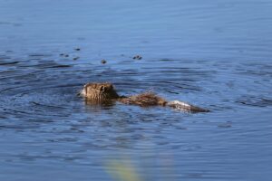 IĞDIR (AA) – Ağrı Dağı eteklerinde yaşam süren su maymununun