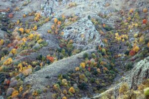 AĞRI (AA) – Ağrı'daki dağlarda sonbaharın gelmesiyle ağaçların yaprakları sararıp