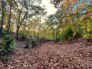 OSMANİYE (AA) – Amanos Dağları'nın 1200 rakımındaki Dumanlı Yaylası, sonbahar