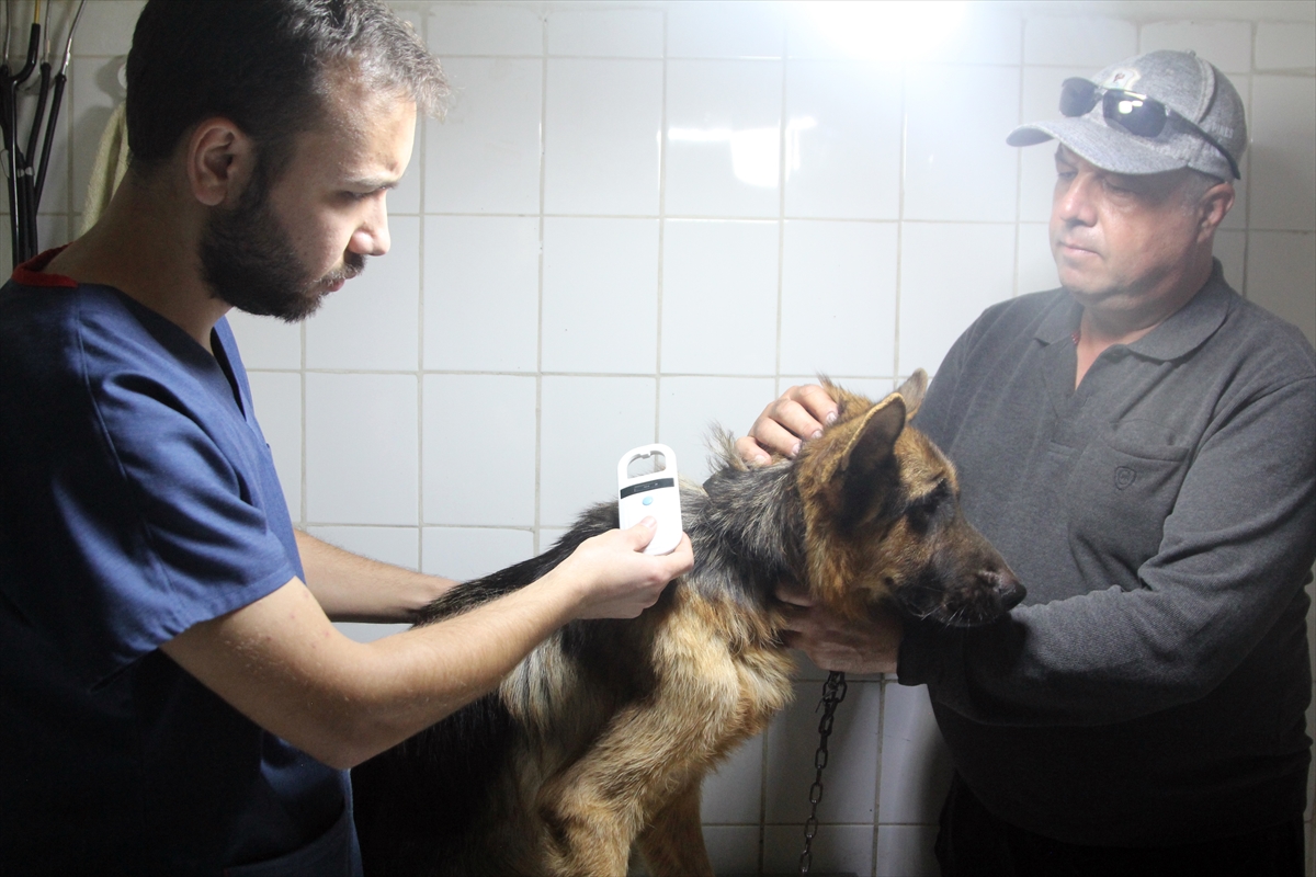 Antalya'da çalınan köpek, çipi sayesinde sahibine teslim edildi