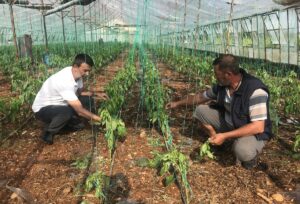 ANTALYA (AA) – Antalya'da etkili olan dolu ile fırtına, seralarda