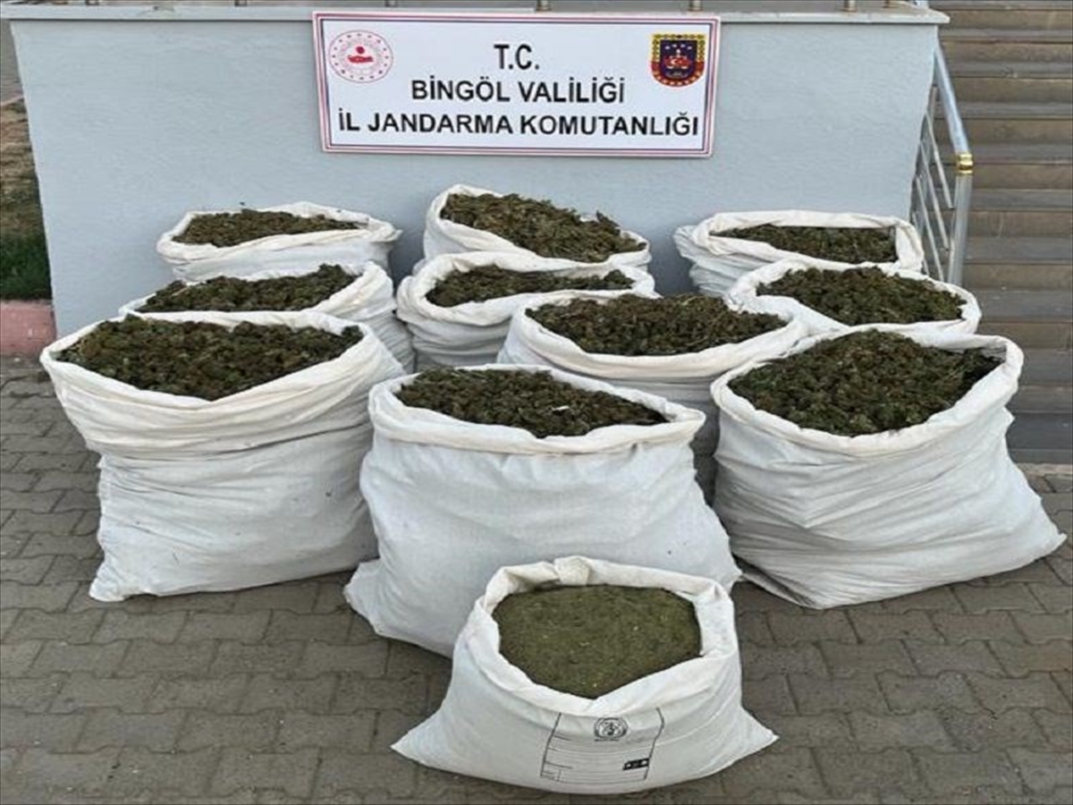 Bingöl'de 3 milyon 185 bin 445 kök kenevir ele geçirildi