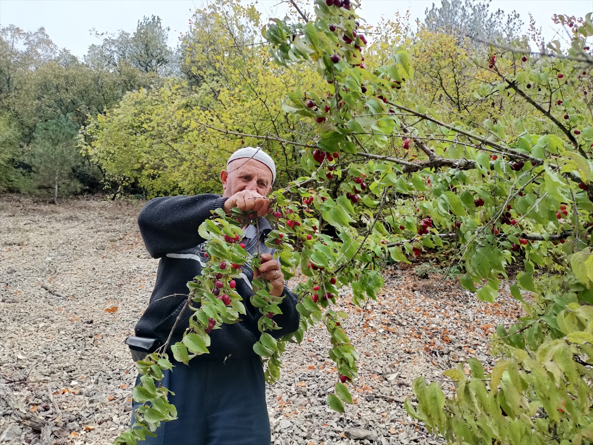 Bolu'da olgunlaşan alıç ve kızılcıklar köylülerce toplanıyor