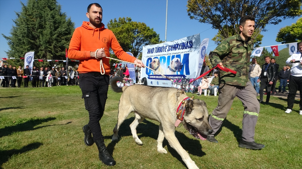Çorum'da Türk Çoban, Av ve Bekçi Köpekleri Irk Standartları Yarışması yapıldı