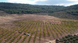 MANİSA (AA) – Manisa'nın Akhisar ilçesinde, Orman Genel Müdürlüğü tarafından