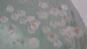 KOCAELİ (AA) – Kocaeli'de, "İzmit Körfezi Balıklandırma" Projesi kapsamında üretilen