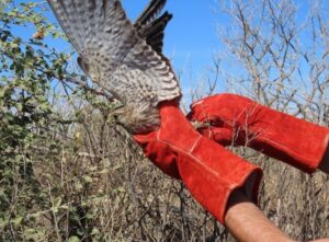 KİLİS (AA) – Kilis'te ayağına dolanan iple çalılıklara takılan atmaca