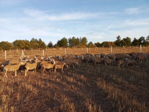KIRKLARELİ (AA) – Kırklareli'nde merada kaybolan 105 küçükbaş hayvan, İl