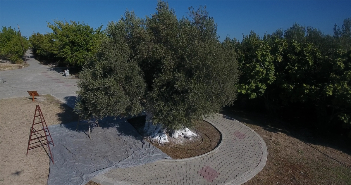 Mersin'de 1300 yıllık anıt ağaçta yetişen zeytinler toplandı