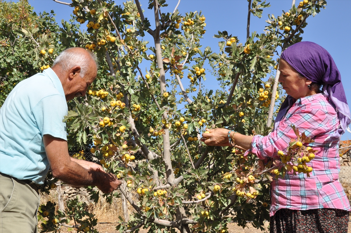 Mersin'de emekli çift sirke yapmak için ektikleri alıçları gelire dönüştürdü