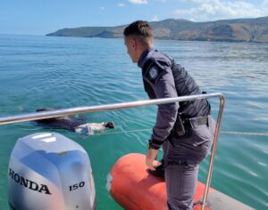 BİTLİS (AA) – Bitlis'in Tatvan ilçesinde mezbahaya götürülürken kaçıp Van