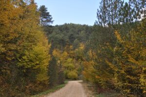 BOLU (AA) – Sonbaharın gelmesiyle yeşil, sarı ve kahverenginin farklı