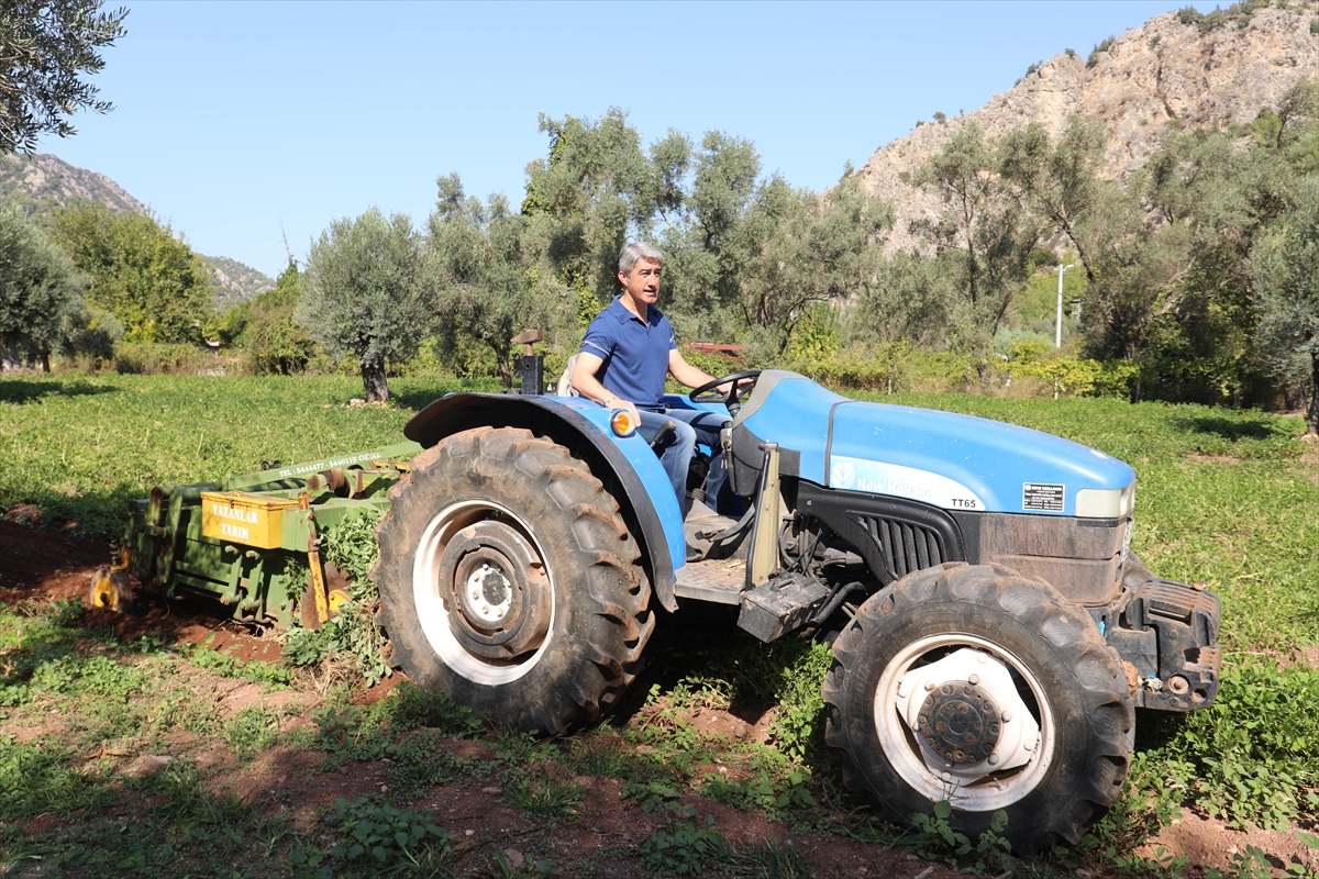 Muğla'da yer fıstığı, zeytin, defne hasadı ve çam balı sağımı yapıldı