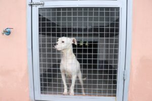 SAKARYA (AA) – Sakarya Büyükşehir Belediyesince faaliyete geçirilen Sokak Hayvanları