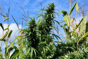 SAMSUN (AA) – Samsun'un Bafra ilçesinde düzenlenen uyuşturucu operasyonunda, 360