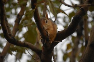 ŞIRNAK (AA) – Şırnak'ta vatandaşlar tarafından yaralı bulunan kumru, yılan