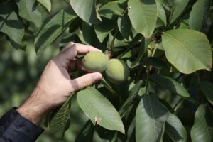 TEKİRDAĞ (AA) – Tekirdağ Bağcılık Araştırma Enstitüsünün bahçesinde oluşturulan demonstrasyon