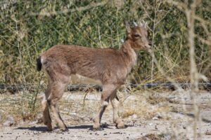 VAN (AA) – MESUT VAROL – Yaban hayatındaki sürekliliğin devam