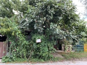 SAKARYA (AA) – Sakarya'nın Akyazı ilçesinde, yol kenarında bulunan bahçesindeki