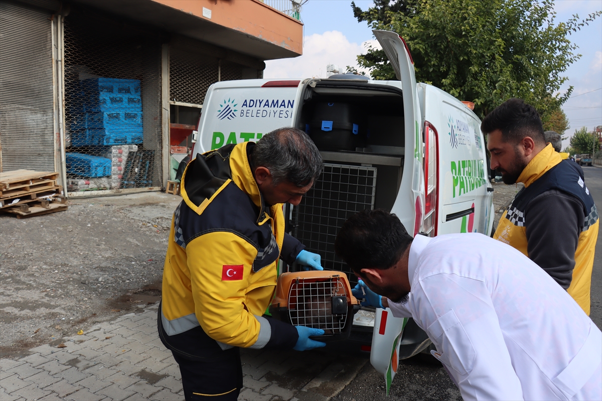 Adıyaman'da karantinaya alınan mahallelerde kuduz aşısı çalışması sürüyor