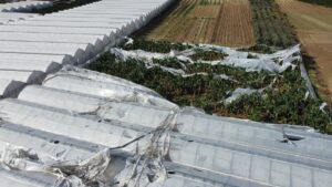 ANTALYA (AA) – Antalya'nın Manavgat ilçesinde çıkan hortumda bazı muz